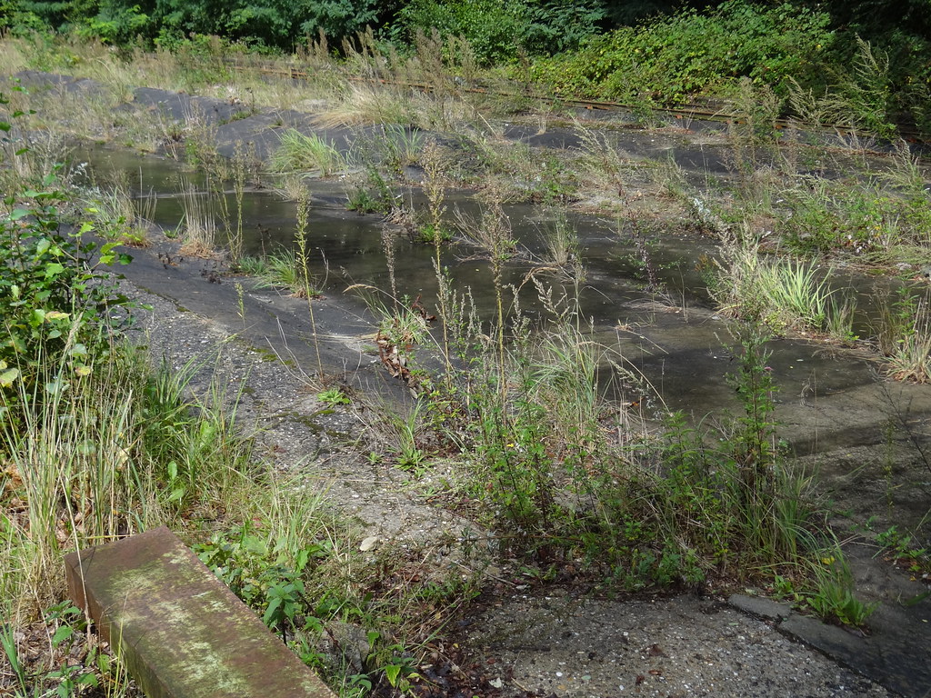 marknesse waterloopbos